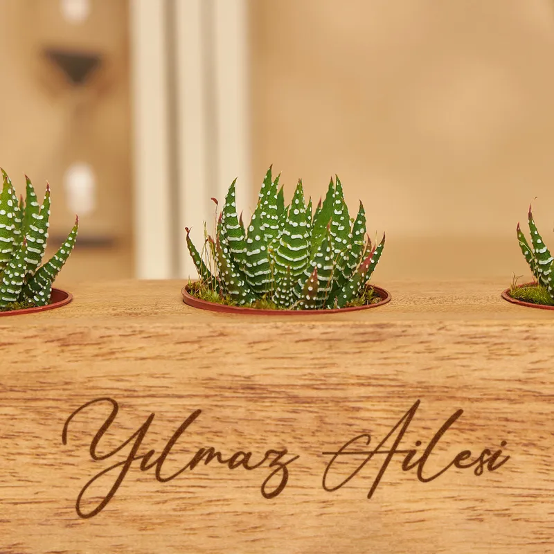 Decorative Succulent Pot with 3 Slots