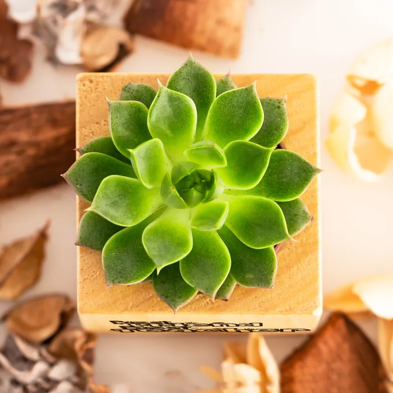 Teacher Appreciation Succulent Planter Naturacube Gift