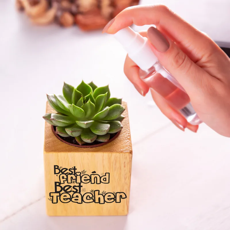 Teacher Appreciation Succulent Planter Naturacube Gift