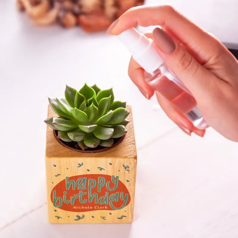 Personalised Birthday Succulent Plant Cube Eco-Friendly Gift