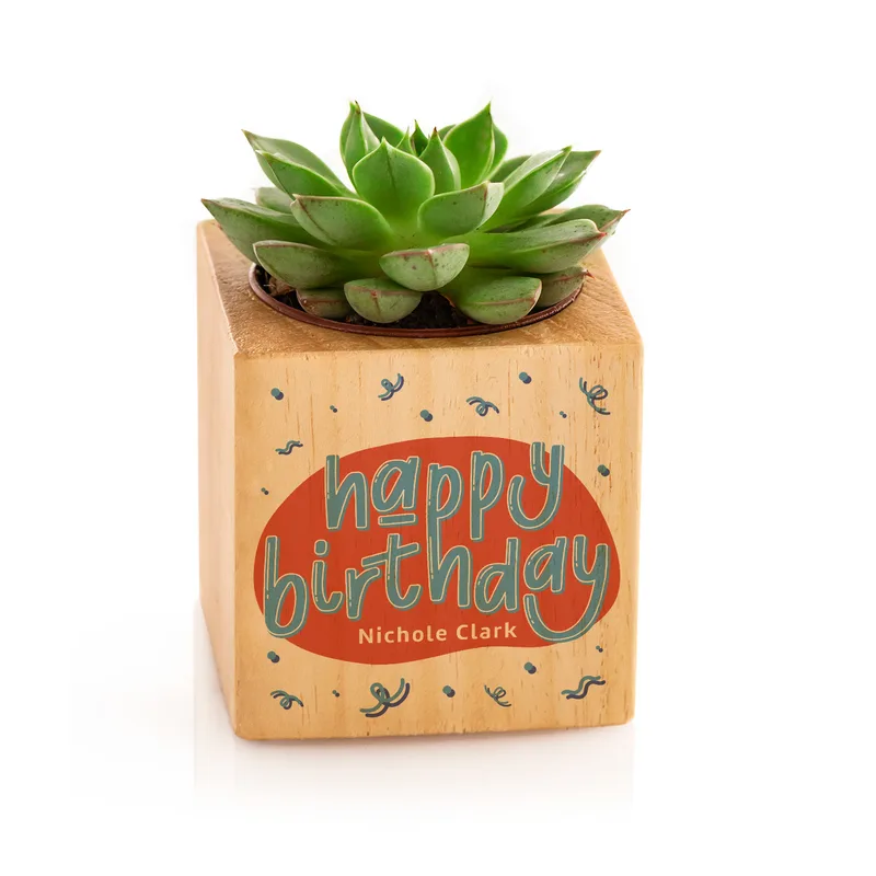 Personalised Birthday Succulent Plant Cube Eco-Friendly Gift