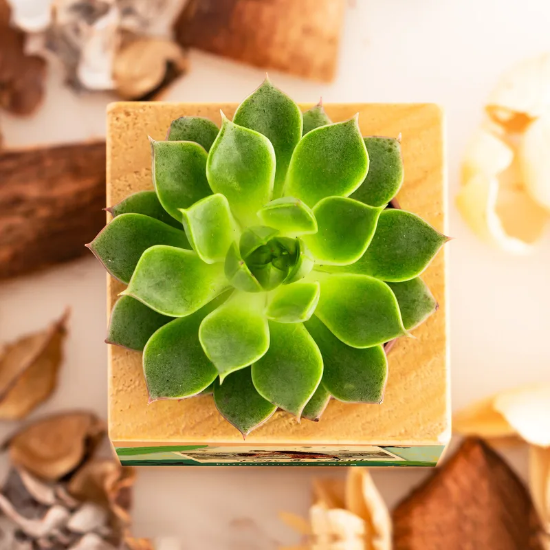 Personalised Photo Succulent Planter Keepsake for Home Decor