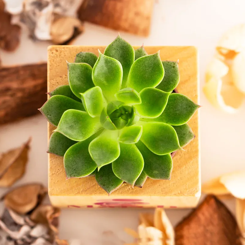 International Women's Day Designed Wooden Pot with Succulent