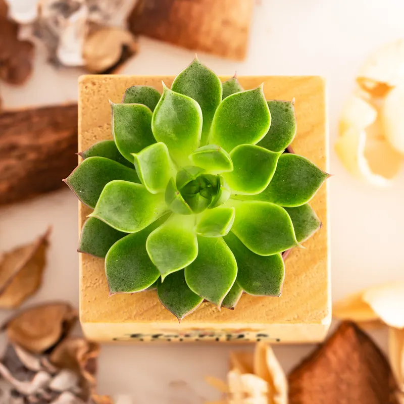 Personalized Floral Succulent Planter for Grandma