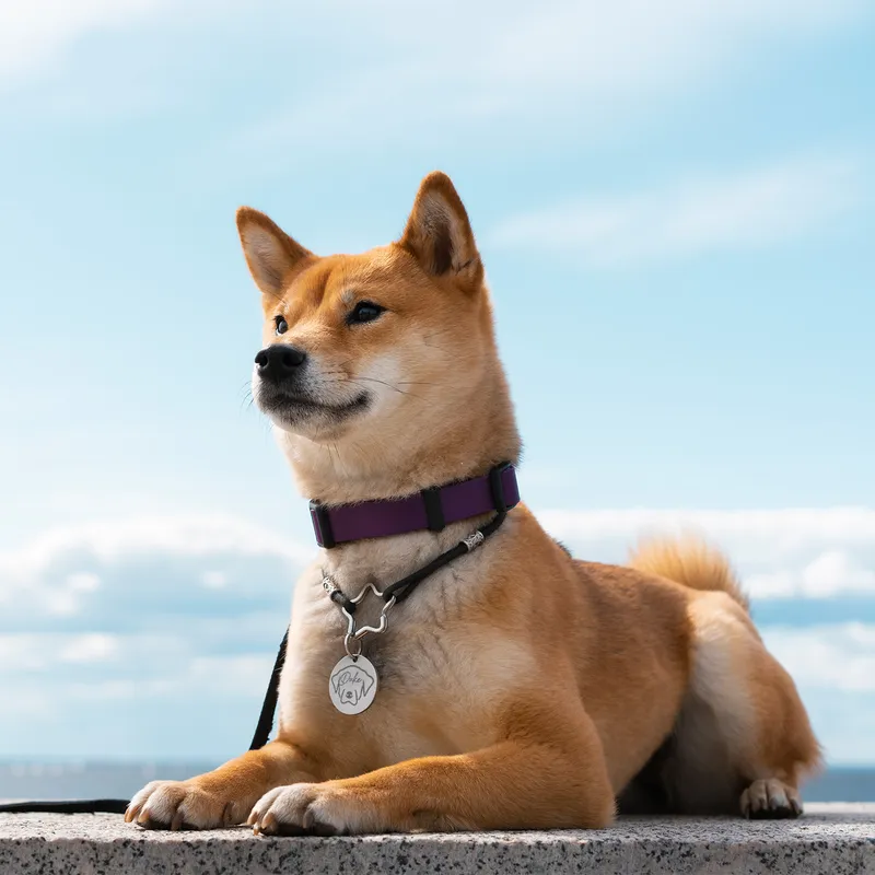 Personalized ID Tag for Dog