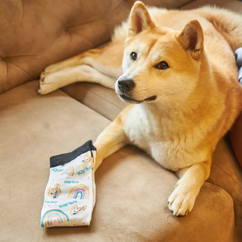 Personalized Multicolor Rainbow Dog Design Socks with Name and Picture