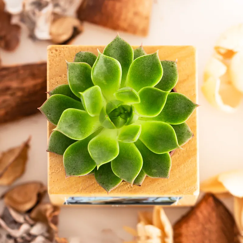 Personalized Pet Photo Wooden Naturacube