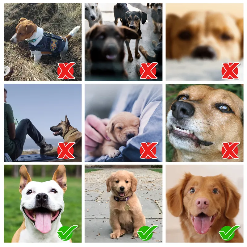 Royal Pet Oil Painting Design Personalized Photo Printed Framed Picture