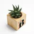 Personalised Initial Succulent Planter Cube - Eco-Friendly Gift