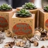 Personalised Birthday Succulent Plant Cube Eco-Friendly Gift