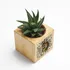 Personalised Mother's Day Photo Succulent Planter