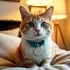 Personalized Cat ID Tag for Cat Lovers